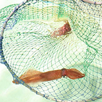 新鮮なヤリイカ、水炊きなど九州の味を贅沢に