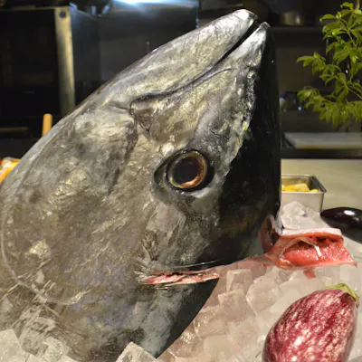 目の前でカブト丸捌きが見れる!