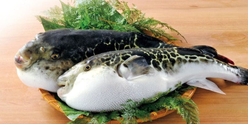 初競り【活〆とらふぐ】2026/1/5～1/12限定　下関直送　A5天然とらふぐ　全8品　＋飲み放題