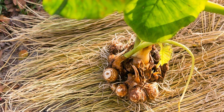 草喰 なかひがし - 画像7