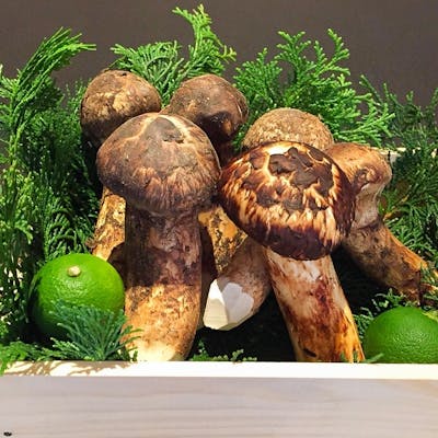 日本の四季をいちばん良い時期に