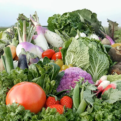 近江野菜100種類以上揃う