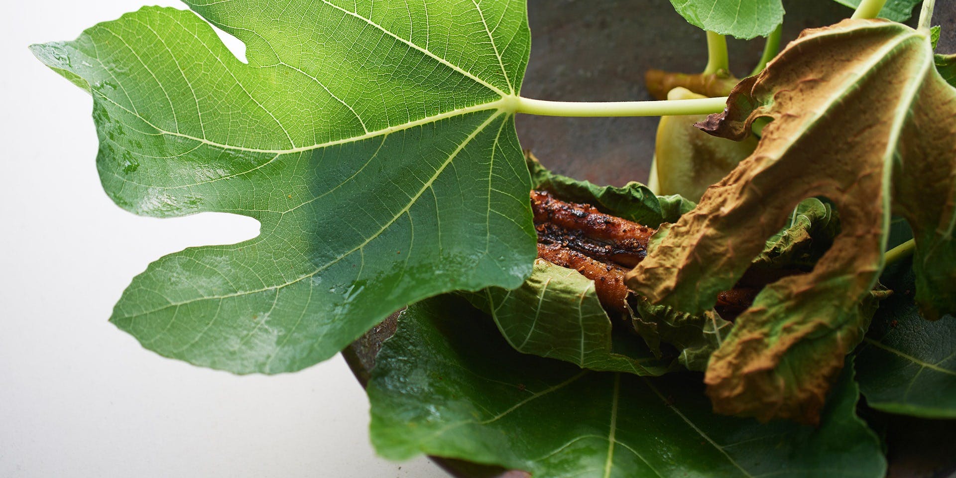 SETTAN（セッタン）