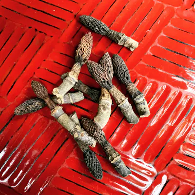 他では味わうことのできない「摘草料理」