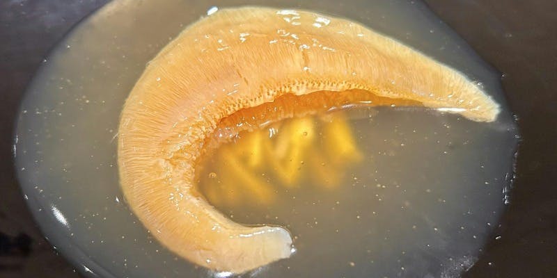 「希少 青ザメの姿煮込み」アップグレード ディナーコース　全10品