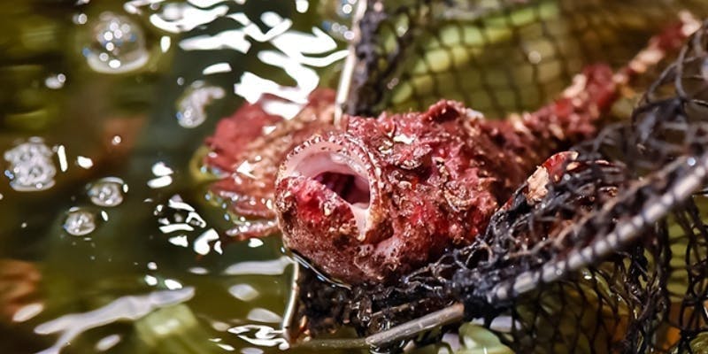 【おこぜコース】雪 全10品