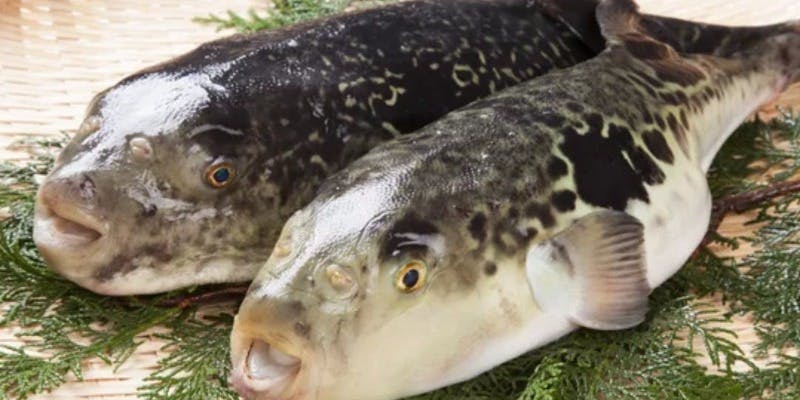 冬の限定【和食屋の天然河豚ふく尽くし】コース