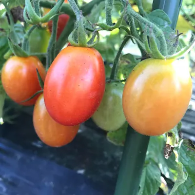 自家農園で丹精込めて育てた無農薬有機栽培の野菜、地場で捕れた旬の魚介と季節の食材