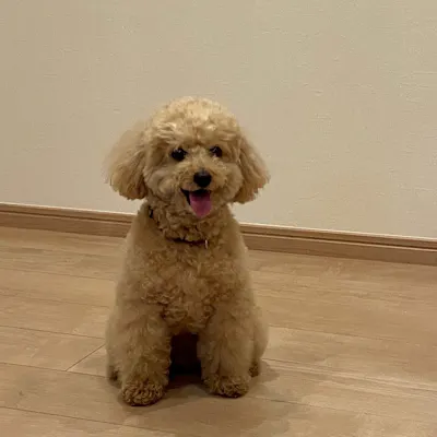 看板犬のニャンチュー