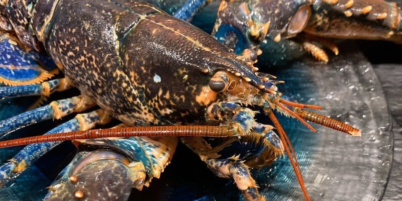 Egoiste cuisine francaise - 画像22