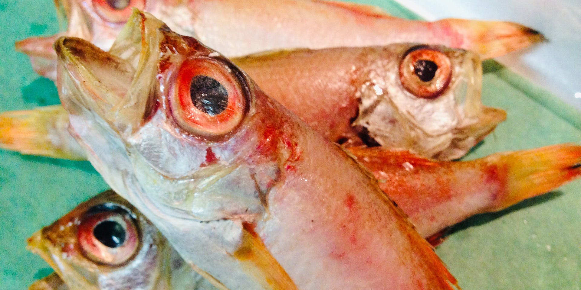 産直屋 たか（さんちょくや たか）