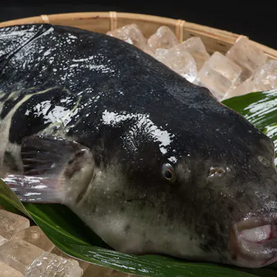 旬の魚料理