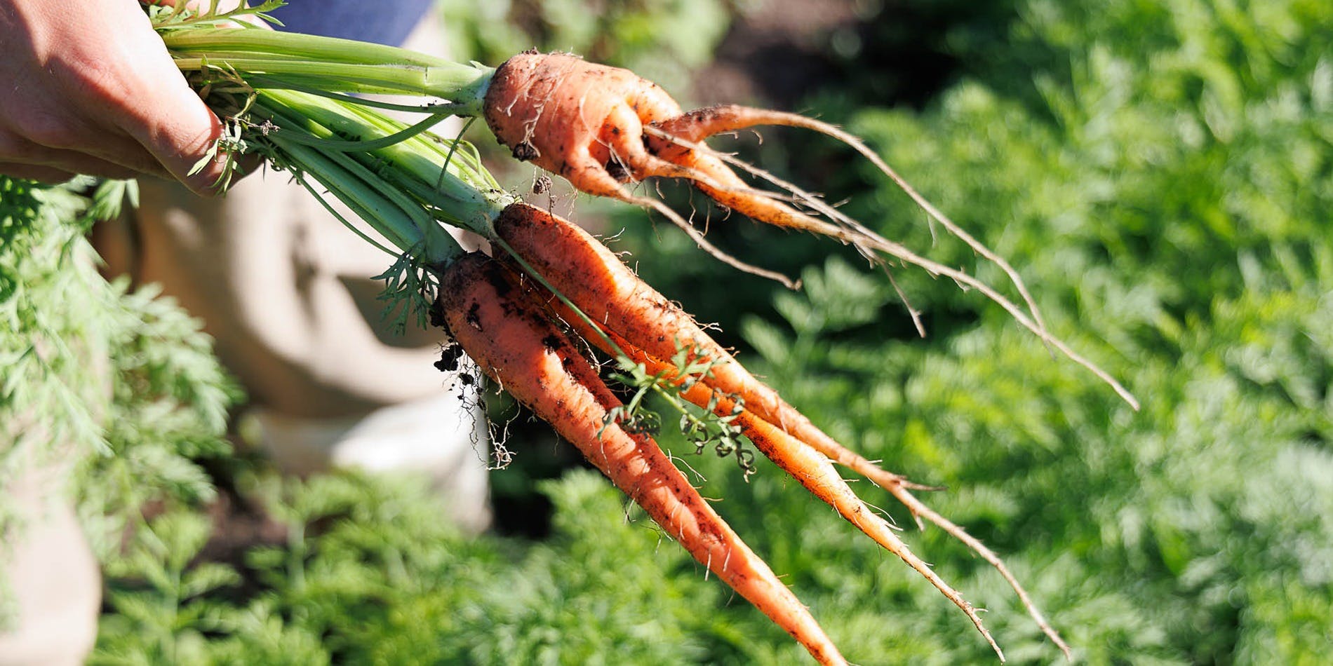 S H O L A／SHISHI-IWA - HOUSE KARUIZAWA - 画像2