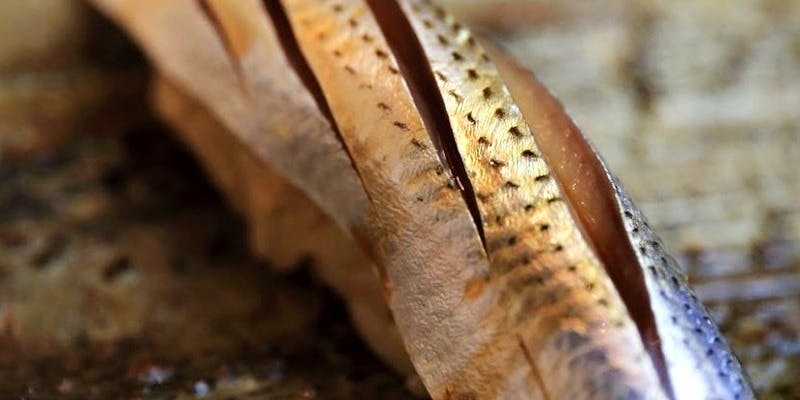 鮨 たけもと - 画像5