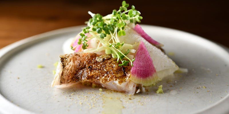 ブラチェリア カクタス（BRACERIA CACTUS）