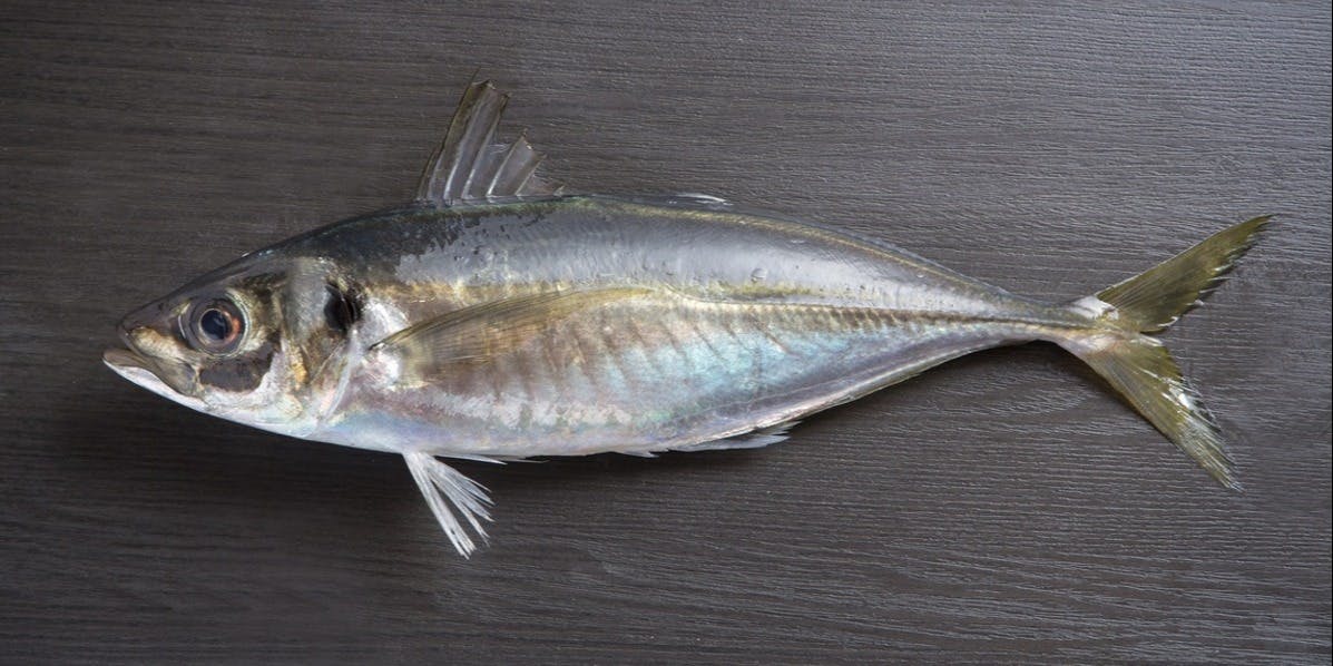 汐彩割烹 よっちゃん（【旧店名】地酒と海鮮 海坊主 よっちゃん）