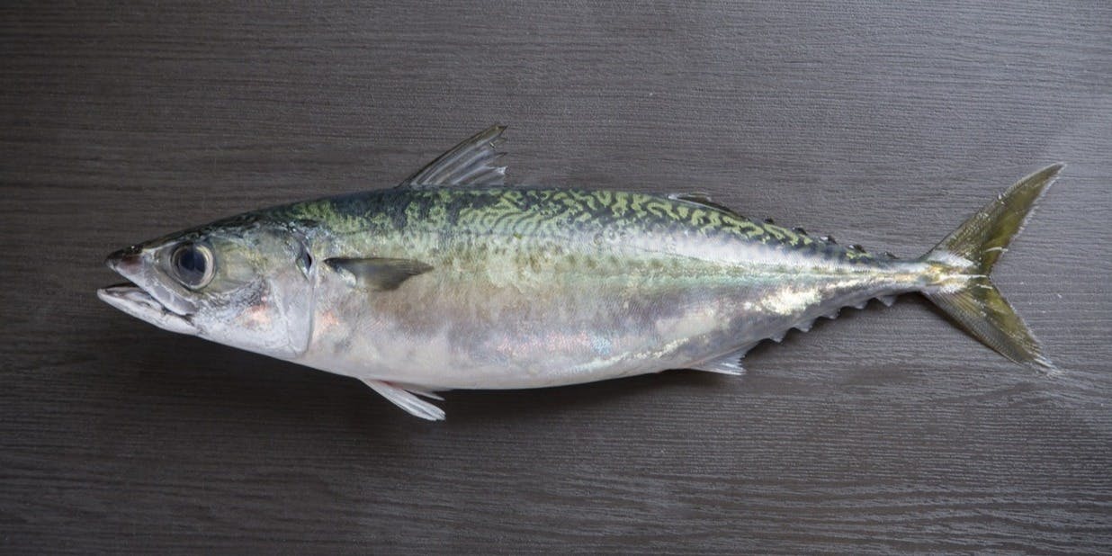 汐彩割烹 よっちゃん（【旧店名】地酒と海鮮 海坊主 よっちゃん）