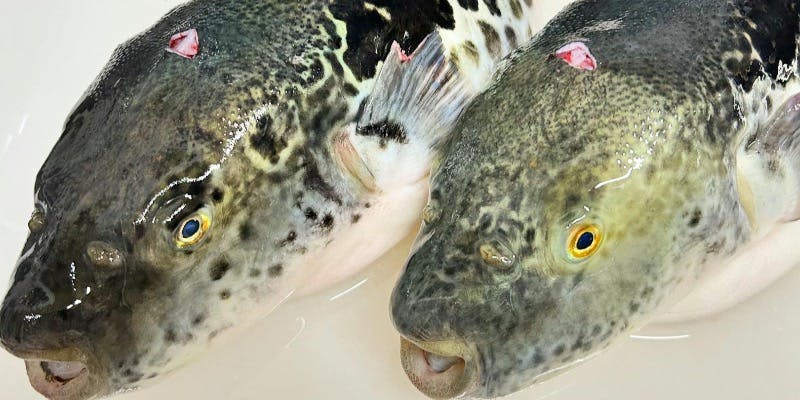 鮨ゆう元 - 画像16