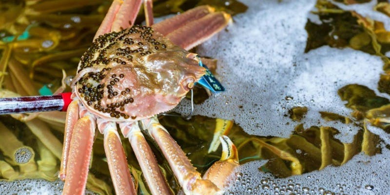 加能蟹＆香箱蟹（万寿蟹）付 シェフスペシャルコース