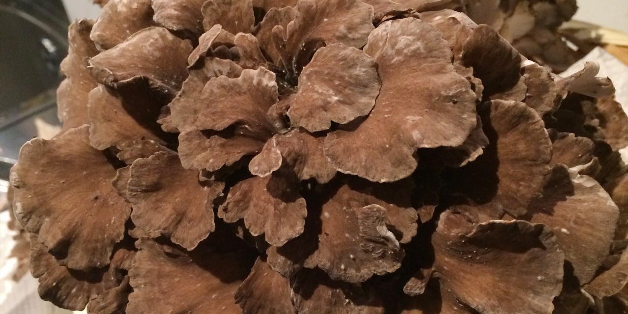 天ぷら 恵 - 画像3