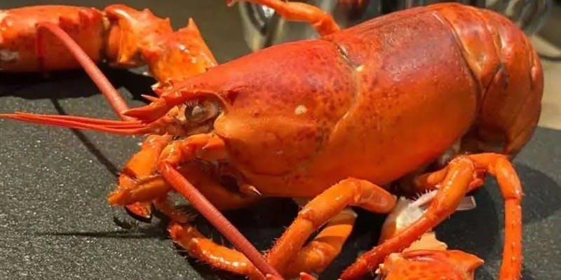 鉄板焼き　premium極みコース　　16,500円　税込