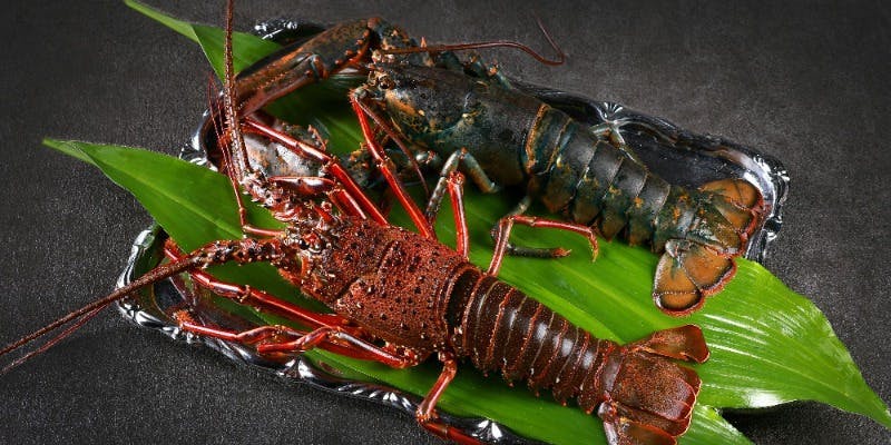 鉄板と炭 Soil - 画像13