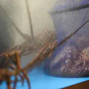 水槽