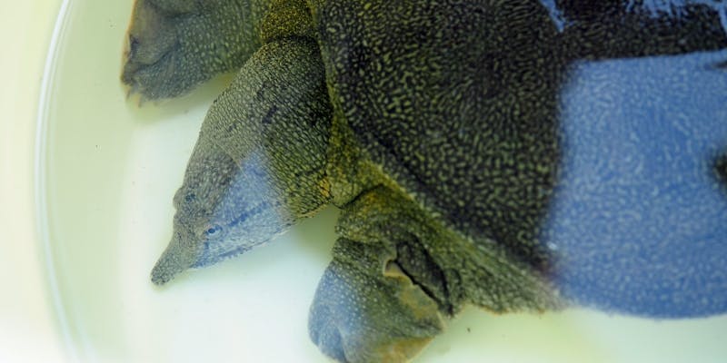 【湖花のコース】豊かな湖国の旬と伝統の発酵食を組み合わせた 医食同源を体感