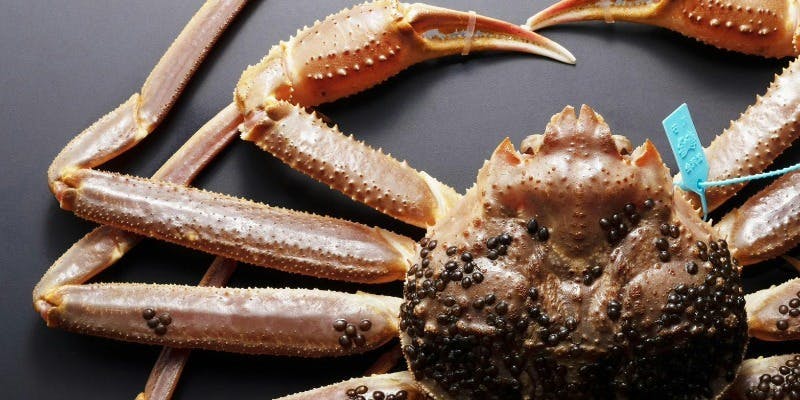 【加能蟹を堪能】ズワイ蟹一式コース