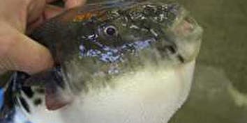 【浜松とらふぐコース】浜松が誇る「極上のトラフグ」が存分に味わえる全8品 - 魚料理専門 魚魚一