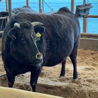 長期肥育の可能性