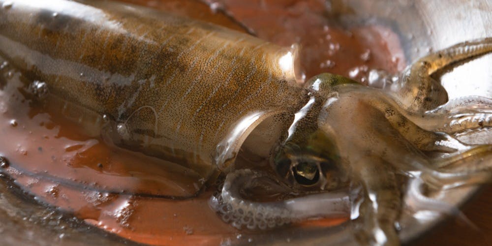 ただの料理屋 きたうら善漁。 - 画像8