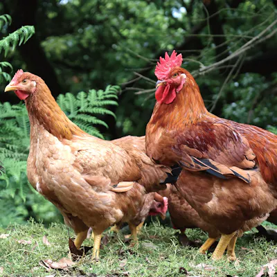 山林放飼の黒岩土鶏など、こだわりの地鶏を使用