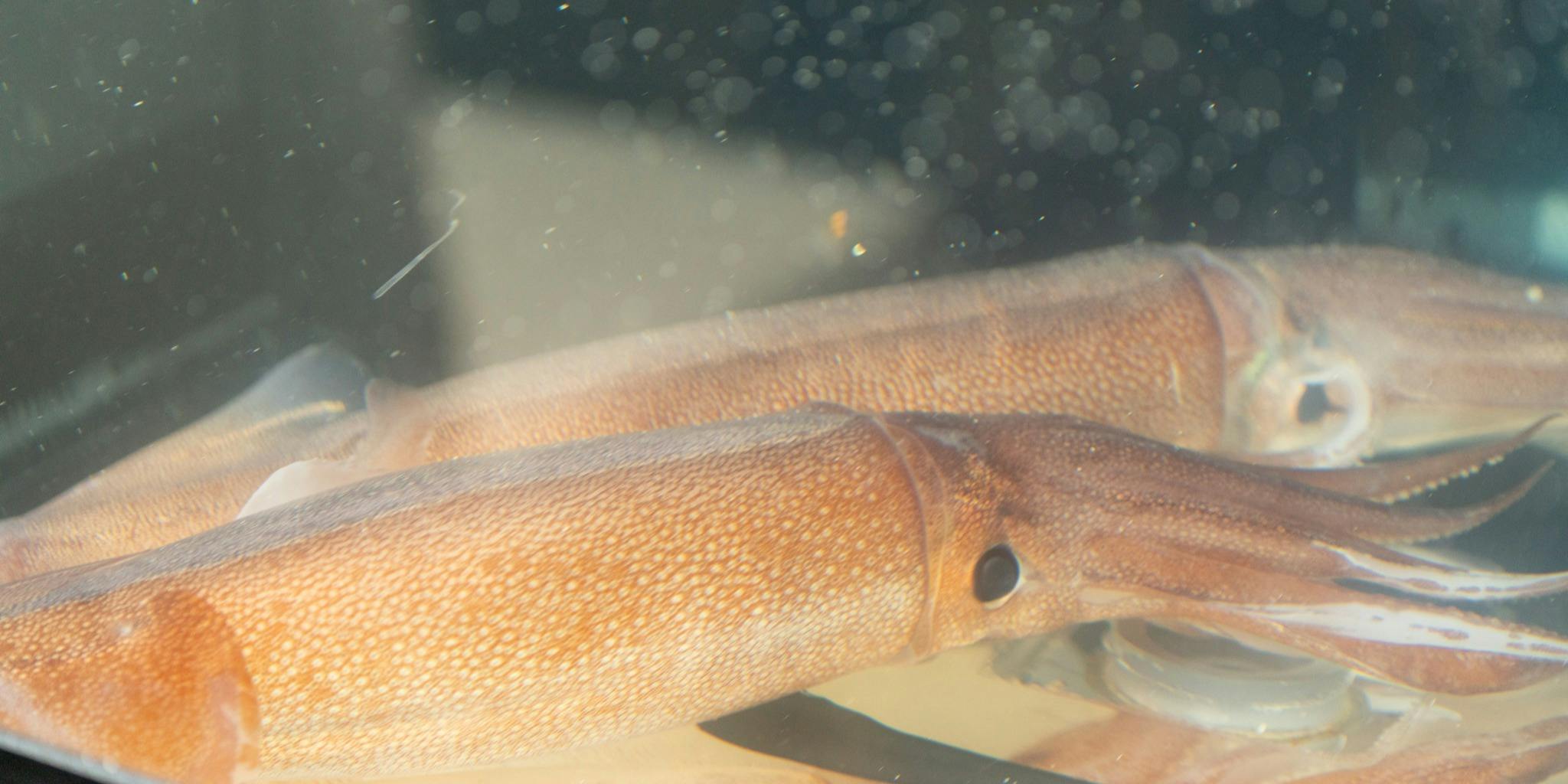 さかな竹二久郎 - 画像12