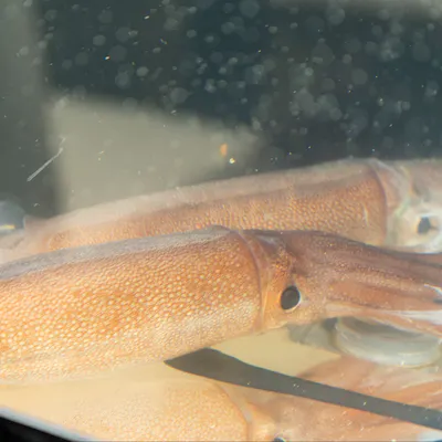 「鮮度抜群の活魚」を、稀有な日本酒やワインとご堪能