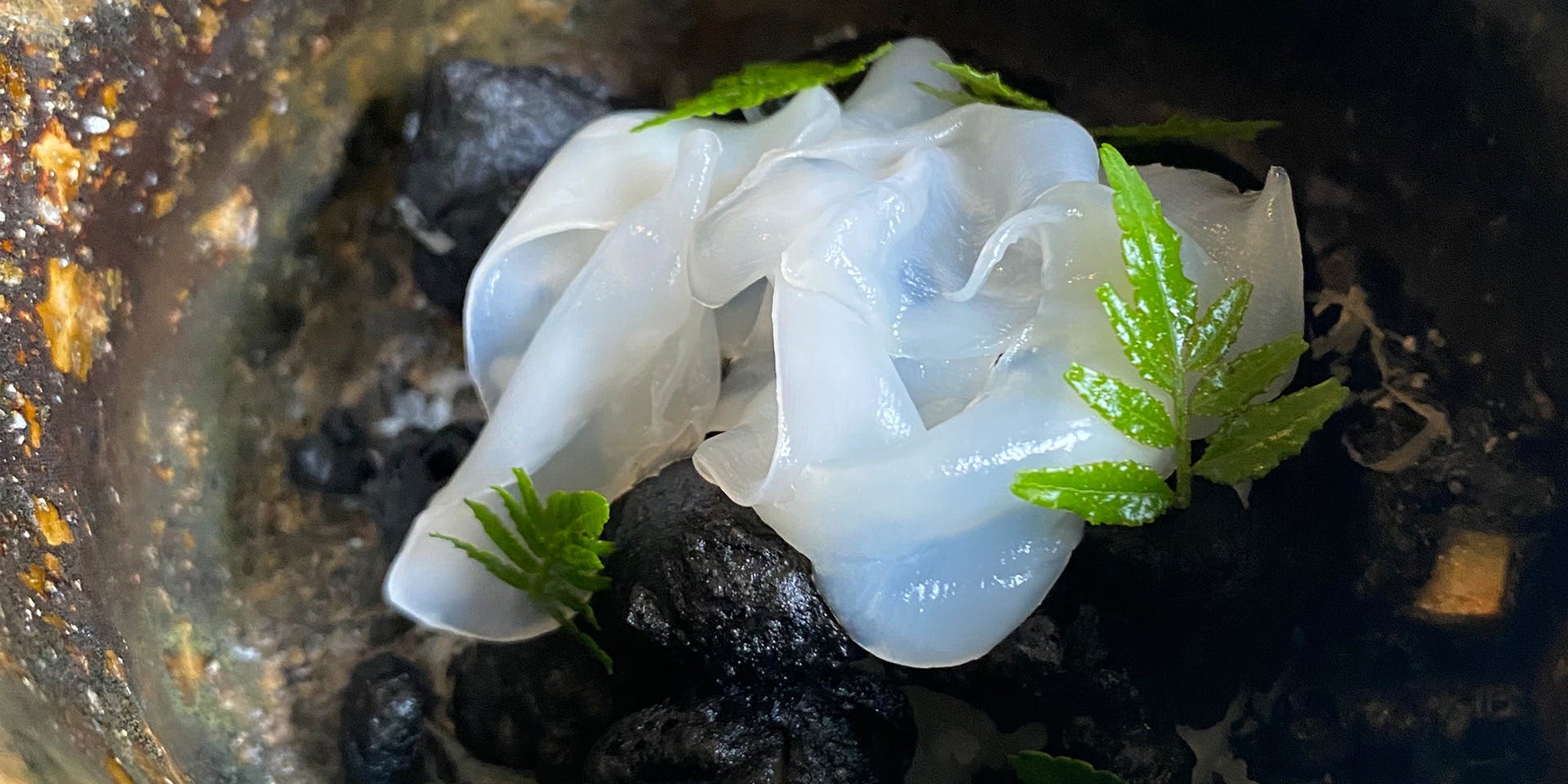 PRESTAU（プレスト）