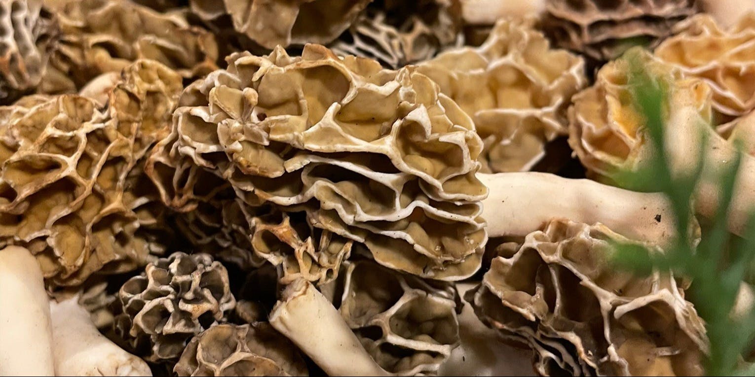 炭手前 鷽 - 画像8