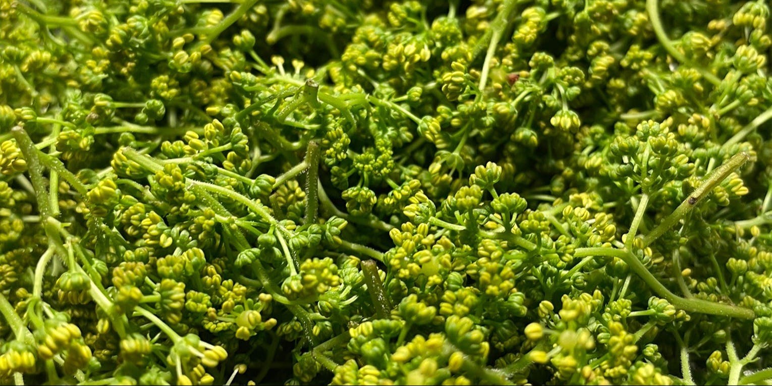 炭手前 鷽 - 画像9