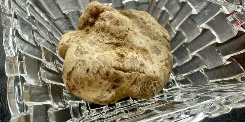 12/19～3日間限定【 Natale Speciale 2025 ― 冬の最高峰 ―】白トリュフと極上食材で奏でる、美食の調べ