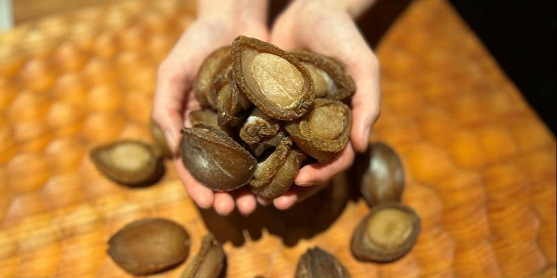 【数量限定】吉浜 吉品乾鮑～27頭～