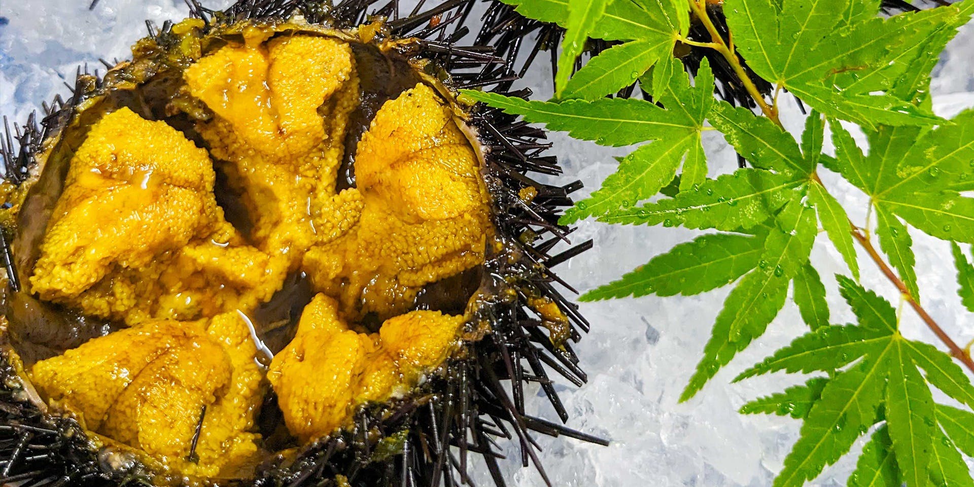 京料理　寿司ふじ