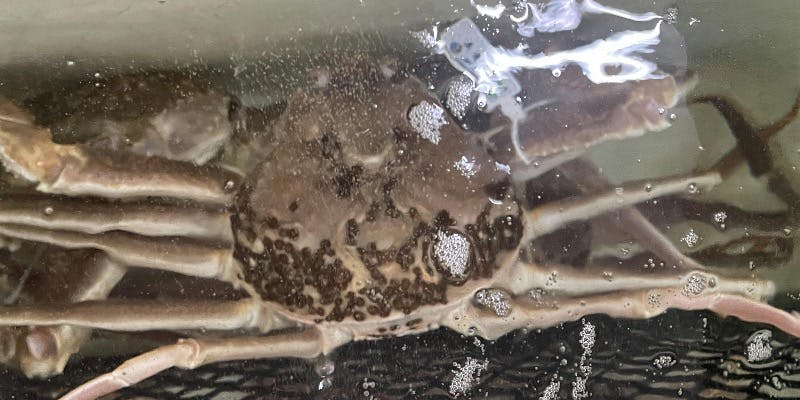 ラグジュアリーコースタグ付き特選松葉蟹大、中、せこ蟹の蟹三昧！