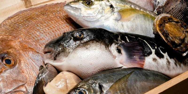 天然ふぐを贅沢に味わう季節限定コース