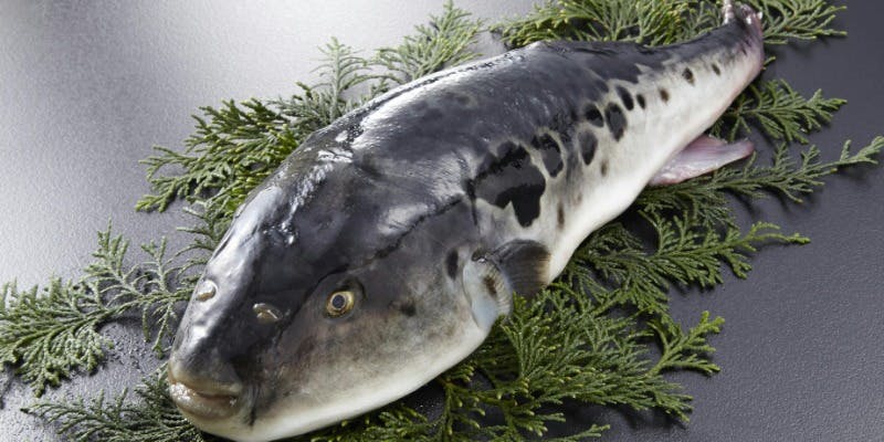 冬季限定ふぐコース