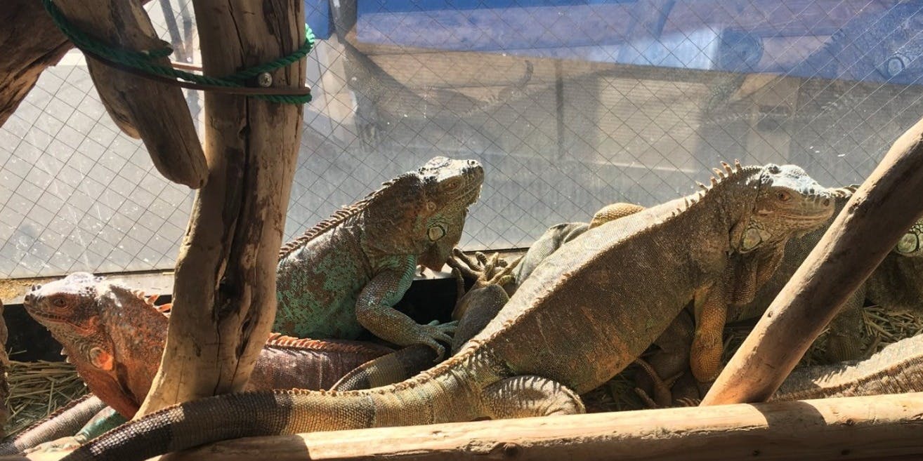 爬虫類カフェロックスター - 画像3