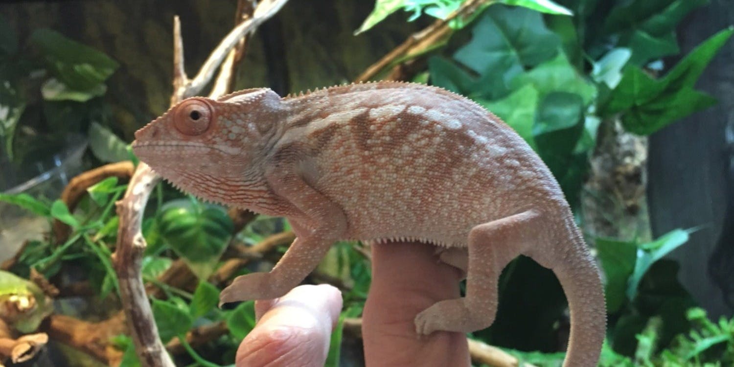 爬虫類カフェロックスター - 画像2