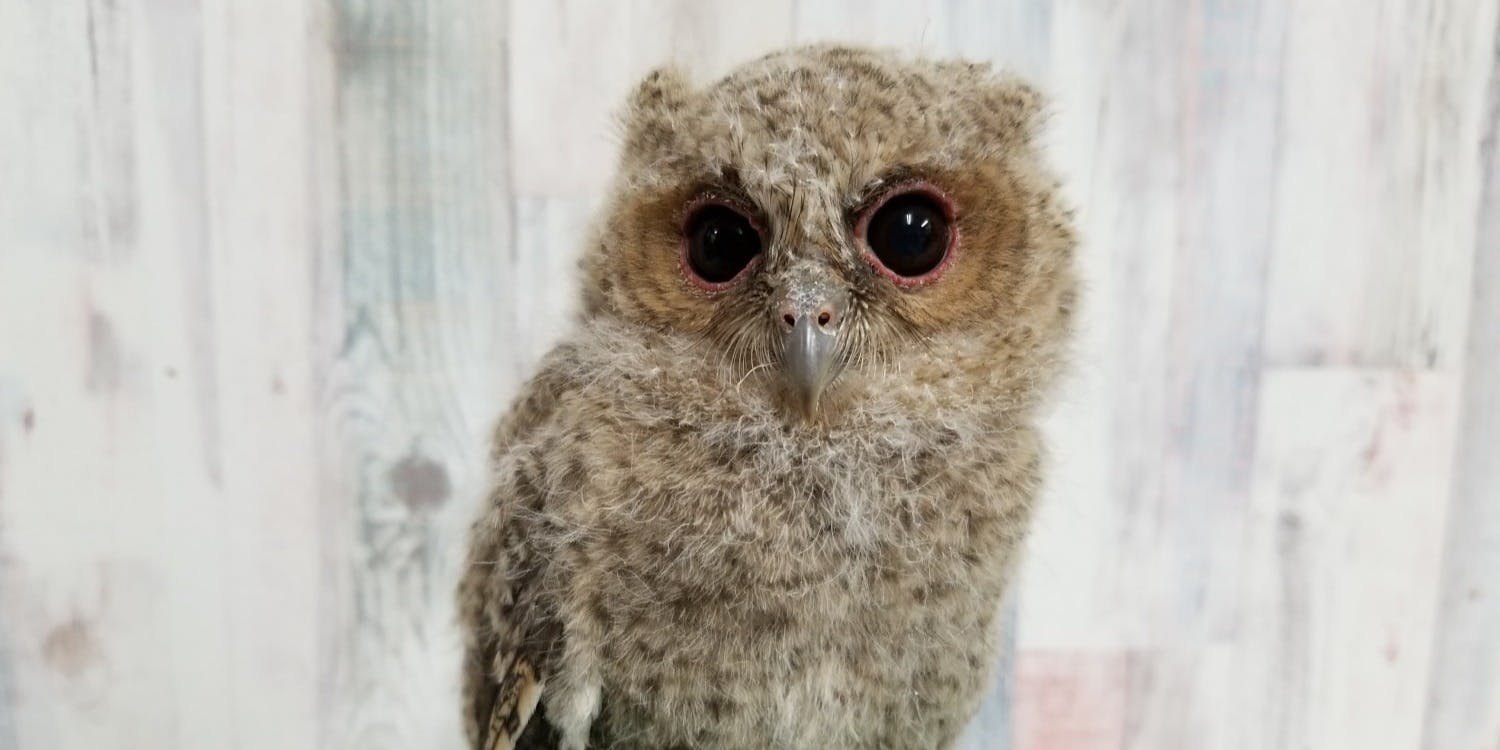 あうるぱーく フクロウカフェ池袋 - 画像1