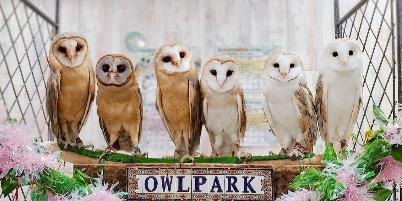 あうるぱーく フクロウカフェ池袋 - 画像2