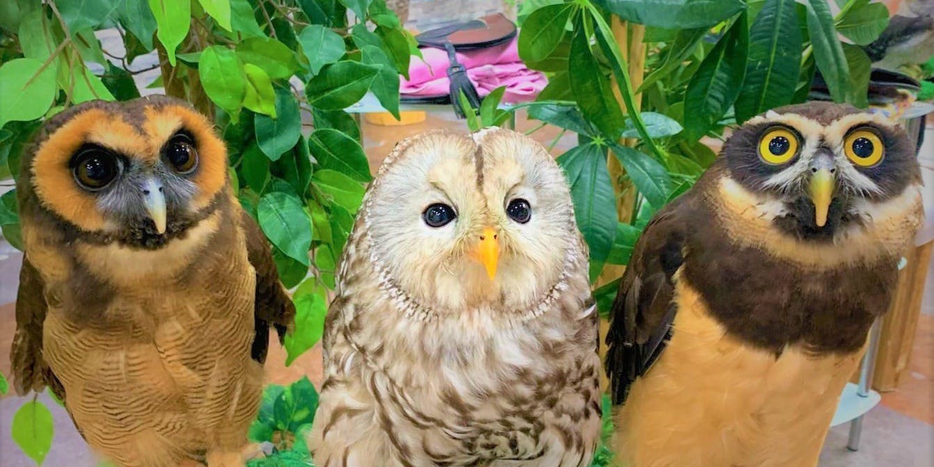 あうるぱーく フクロウカフェ池袋 - 画像3