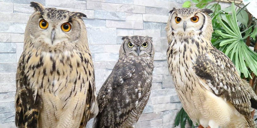 あうるぱーく フクロウカフェ池袋 - 画像4